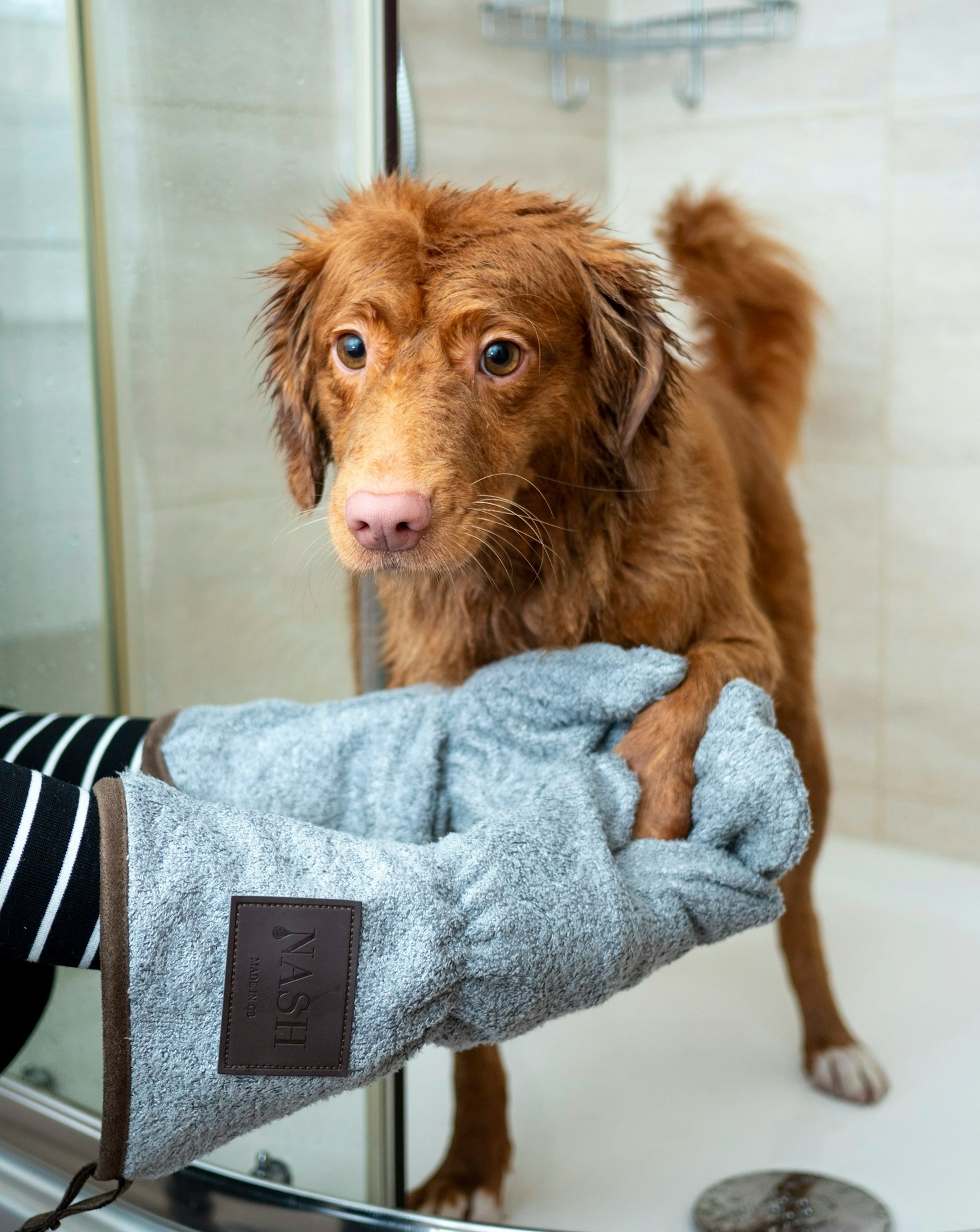 Understanding the Importance of Regular Grooming