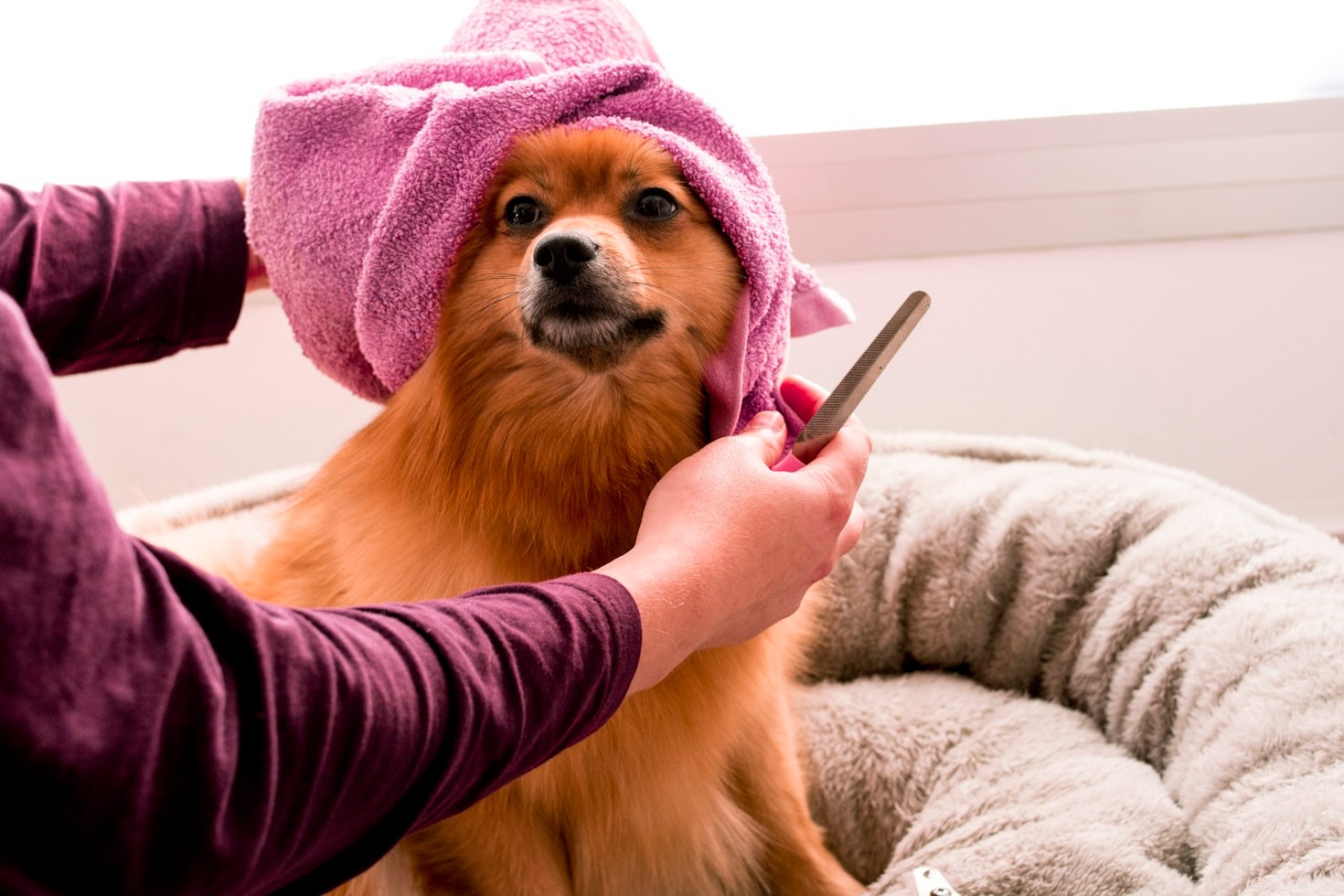 The Benefits of Professional Grooming for Pets
